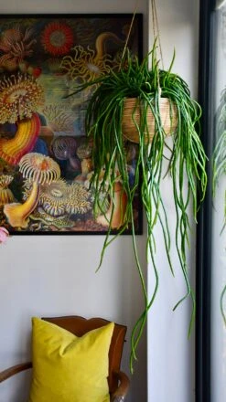 Selenicereus Wercklei -Verdant Haven Sales Store 98bb8d f2f237421a814f38b80e97c3ec7c9800 mv2