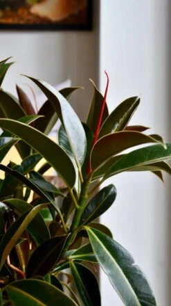 Ficus Melany Mangrove (Rubber Plant) -Verdant Haven Sales Store 98bb8d f324ee5f55e844b2a76b8f8d8b90699a mv2