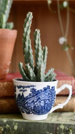 Euphorbia Debilispina -Verdant Haven Sales Store 98bb8d f59195f6418c45948458e0eba222eb8f mv2 d7a0c338 b472 4819 bdde ccdf4cca0593