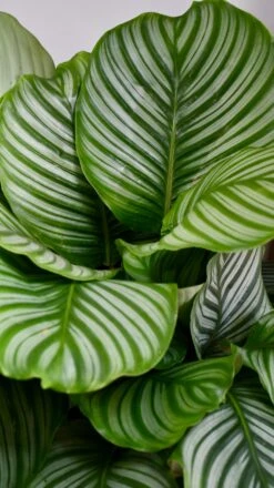 Large Calathea Orbifolia -Verdant Haven Sales Store 98bb8d f60c06145c0544d6b87463a910f57f10 mv2