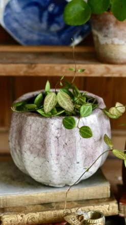 Dischidia Ovata (Watermelon Dischidia) 10 Dischidia Ovata (Watermelon Dischidia) -Verdant Haven Sales Store 98bb8d f62804aa493e4eabaf08f9a1bc8c095a mv2