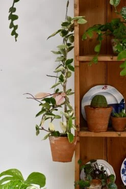 Hoya Carnosa Tricolour