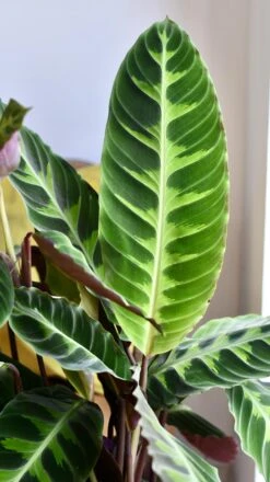 XL Calathea Warscewiczii -Verdant Haven Sales Store 98bb8d f7892c3de7d44a54b9822ac012b0479c mv2