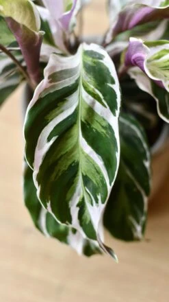Calathea White Fusion -Verdant Haven Sales Store 98bb8d f7e4b3a576eb4f898d530bc1fb10022d mv2
