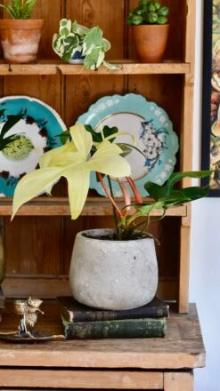 Philodendron Pedatum 'Florida Ghost' -Verdant Haven Sales Store 98bb8d f817245ce81a4937b75e89c88fda143a mv2