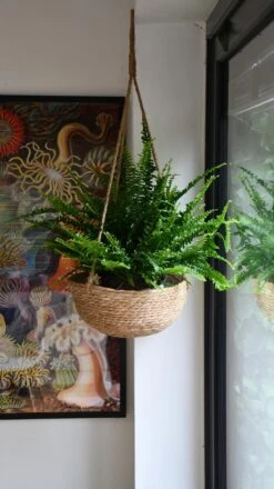 Nephrolepis Exaltata 'Sonata' (Boston Fern) -Verdant Haven Sales Store 98bb8d f8a3b275f6754154a063edda3fc4a59e mv2