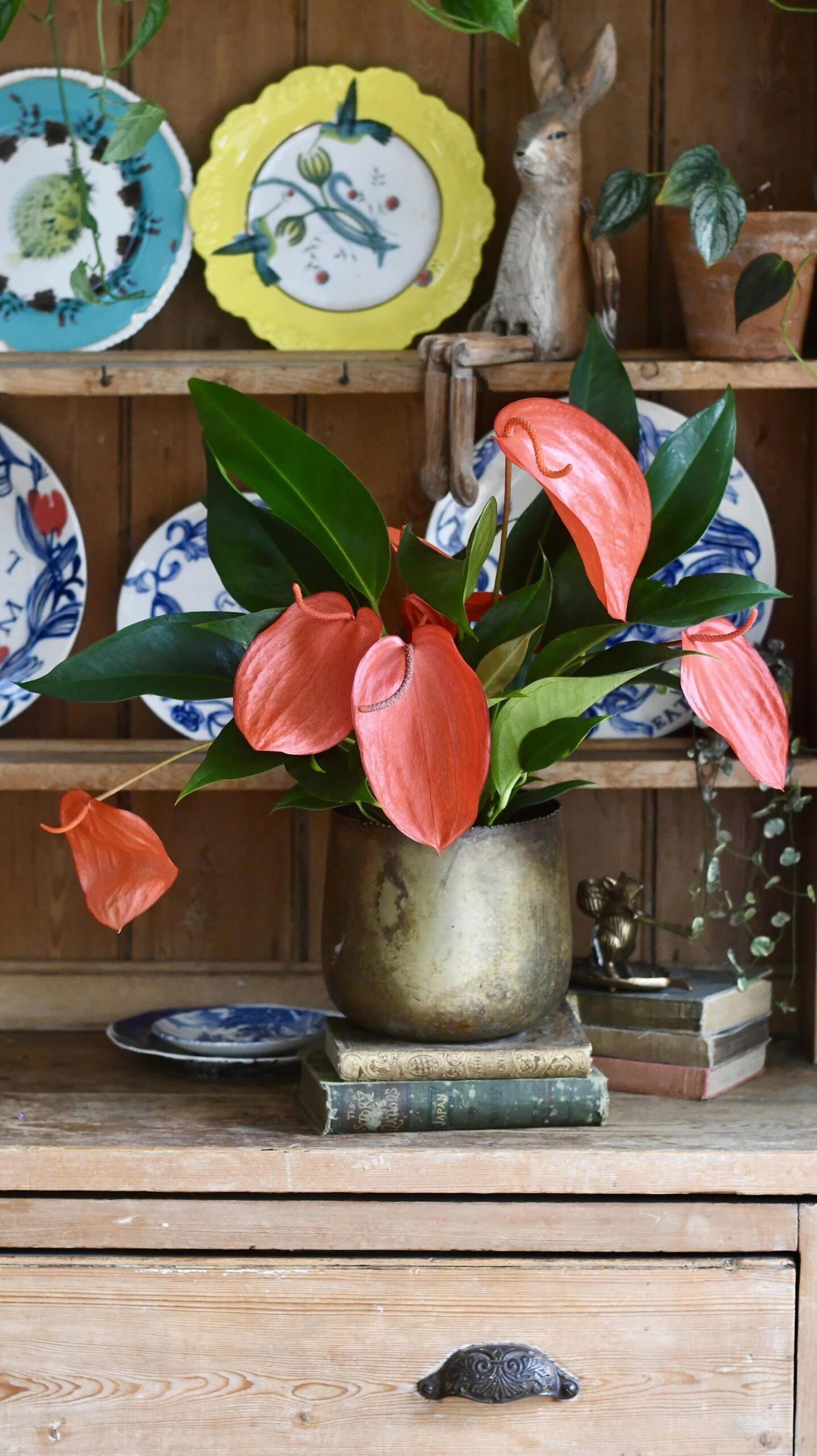 Anthurium Scherzeria 'Christine' 1 Anthurium Scherzeria 'Christine'