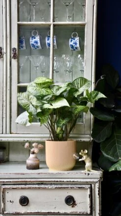 Syngonium White Butterfly And Vibes Pot -Verdant Haven Sales Store 98bb8d f919c425d3e945f288349fb6eb247ef4 mv2