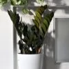 Zamioculcas Zamiifolia | ZZ Raven