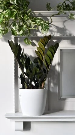 Zamioculcas Zamiifolia | ZZ Raven