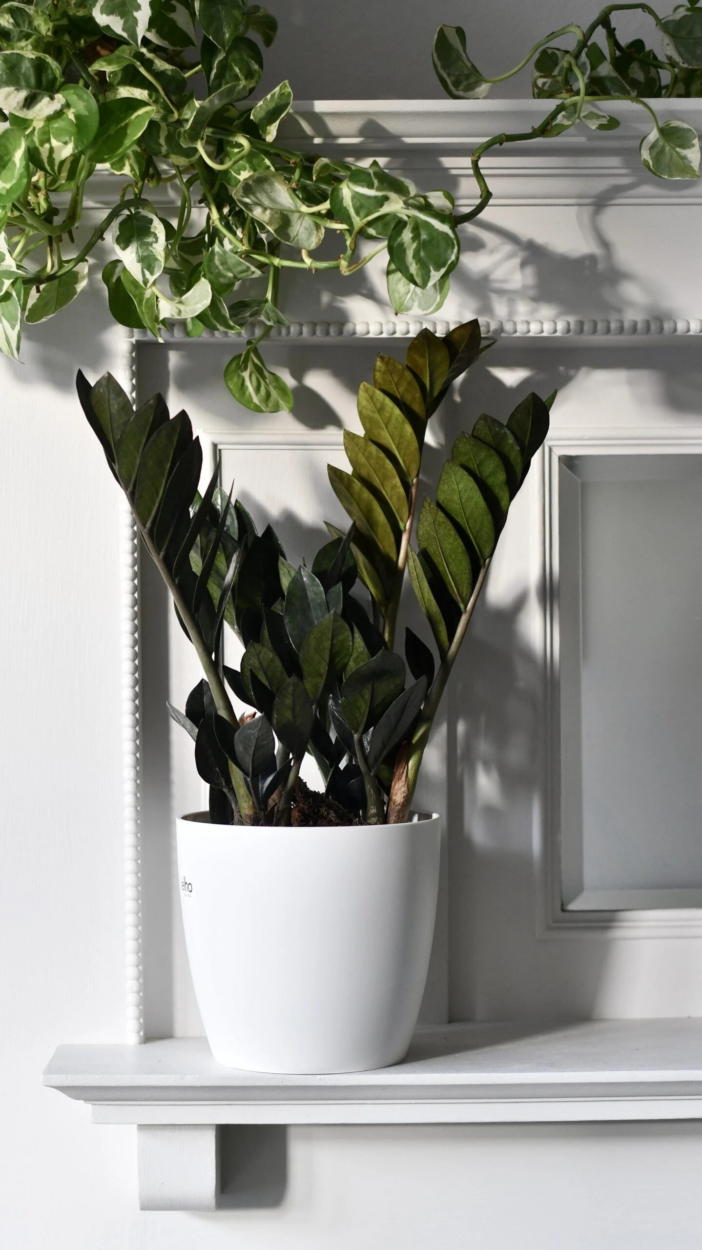 Zamioculcas Zamiifolia | ZZ Raven 1 Zamioculcas Zamiifolia | ZZ Raven