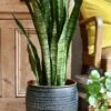 Sansevieria Trifasciata Zeylanica And Black Etched Planter