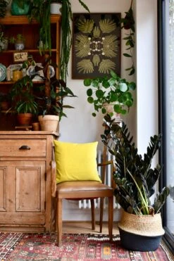 Large Zamioculas Raven | Super Nova -Verdant Haven Sales Store 98bb8d f9d58ace4d684ebf9555eeb4fd881e29 mv2 d 2848 4272 s 4 2