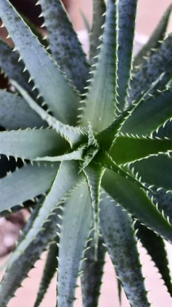 Aloe Arborescens 7 Aloe Arborescens -Verdant Haven Sales Store 98bb8d fa310e97ad634b0a94cdab40acec3bf8 mv2