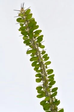 Small Alluaudia Procera *Rare* -Verdant Haven Sales Store 98bb8d fa69fa719a4842998b4810f7757f5d3e mv2 c6f71886 aa59 4315 afed 27ce4c121604