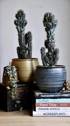 Cereus Peruvianus ‘Monstrosus’ -Verdant Haven Sales Store 98bb8d fb6923c006674f178559459c8819e4ac mv2