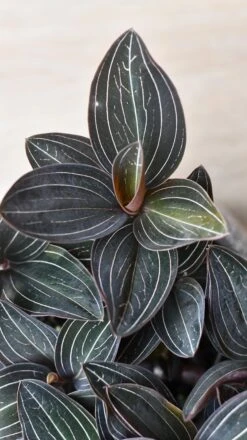 Ludisia Discolor (Jewel Orchid) -Verdant Haven Sales Store 98bb8d fd3be7a5736f4d6cb89abc553cfbd6db mv2