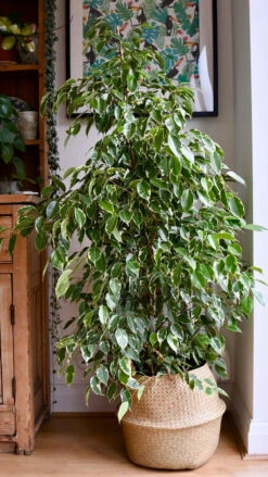 Ficus Golden King | Ficus Benjamina | Ficus Benjamina Golden King -Verdant Haven Sales Store 98bb8d fde300b58a4f406b9204b0a8f4e77644 mv2
