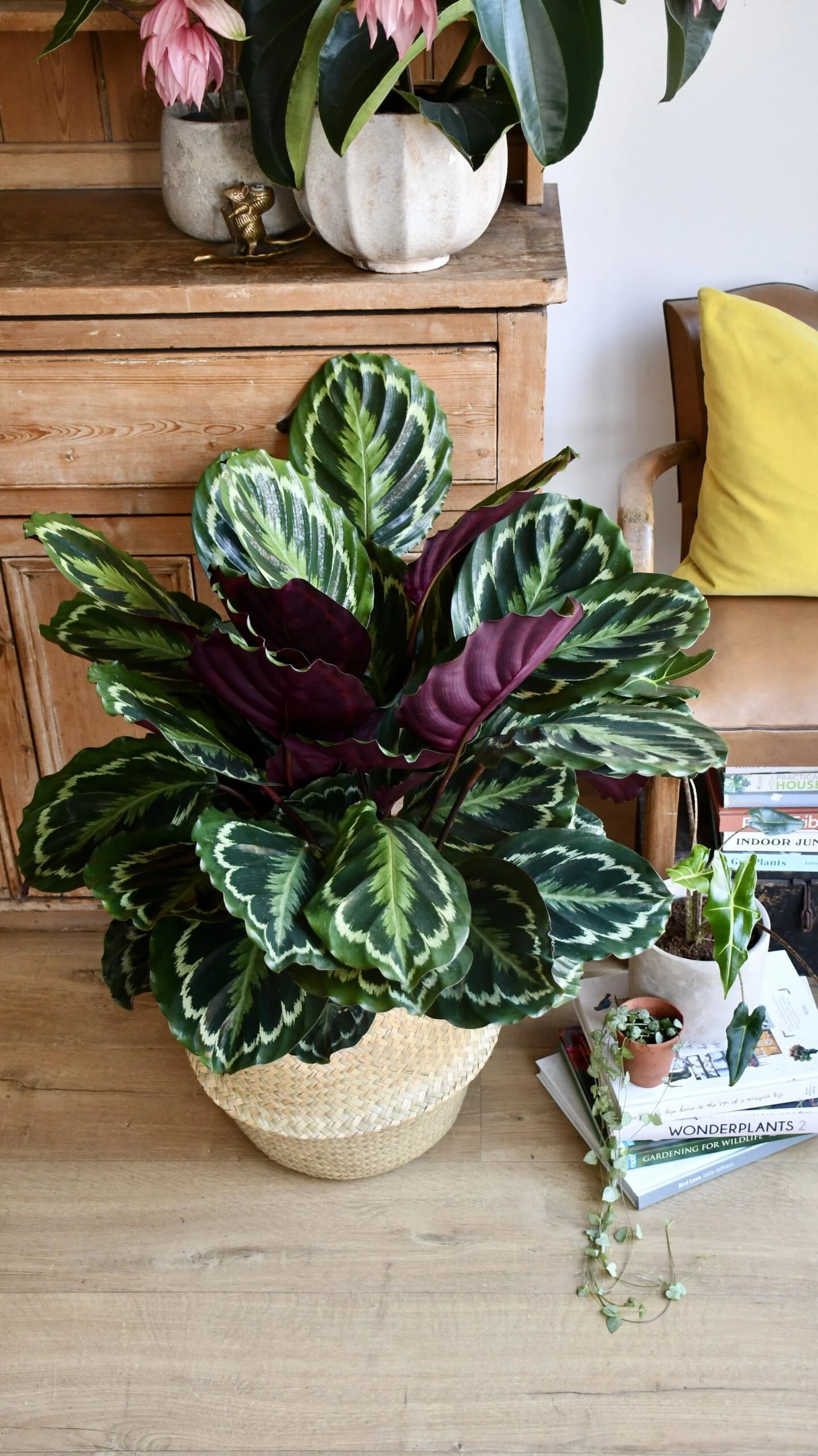XL Calathea Roseopicta 'Medallion' 2 XL Calathea Roseopicta 'Medallion' - Image 2