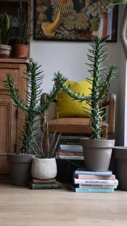 Opuntia Subulata *very Rare* -Verdant Haven Sales Store 98bb8d fe970f0ddf6d4069884c5b0e6c3f64e3 mv2