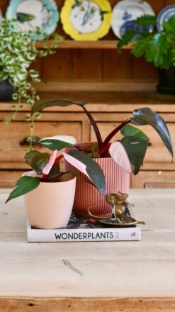 Pink Princess Philodendron 9cm Pot -Verdant Haven Sales Store 98bb8d fee4a4a365134bb582564df044a51a4a mv2