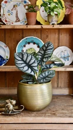 Alocasia Silver Dragon -Verdant Haven Sales Store 98bb8d ffa059474b574d90a2dbf0bea1a4465c mv2