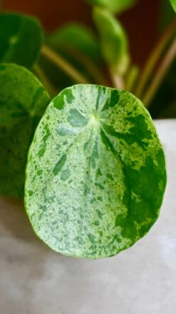 Pilea Mojito - Variegated Pilea Peperomioides *very Rare* -Verdant Haven Sales Store 98bb8d ffbd1b255bfb4237bc9d8260feef09d0 mv2