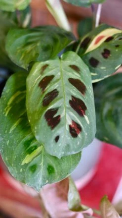 Maranta Leuconeura Kerchoveana | Maranta Fiesta | Prayer Plant -Verdant Haven Sales Store 99F3402D F474 4433 BDD0 EDF8EE7B6351 1 201 a