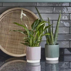Athens Ceramic Reactive Glaze Indoor Ribbed Plant Pot Pink (10.5cm Pot) -Verdant Haven Sales Store 9B1817D9 4549 4A80 AF1B D2B70DC1F95F 1 201 a a5b2d33c 9ca1 4b56 bb73 b7e43eebe1f2