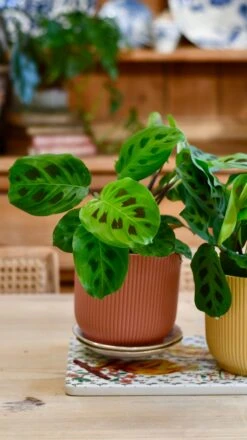 Maranta Kerchoveana (Prayer Plant) & Vibes Pot -Verdant Haven Sales Store A48272B5 F3C5 418B 89EE C942158E52F5 1 201 a