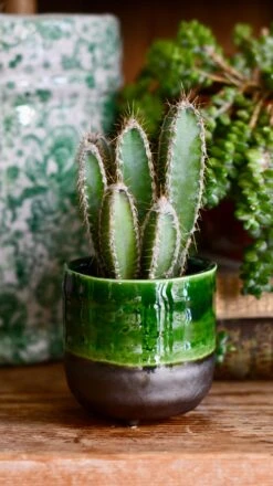 Vegan Cactus & Succulent Food Gift Box -Verdant Haven Sales Store A7202028 5C9C 49EF B2C6 E0952DF8BBD1 1 201 a 87c5c8b2 d631 49d8 9bb1 c1cc8ed55a3e