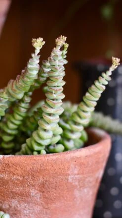 Crassula Marnieriana - Crassula Hottentot -Verdant Haven Sales Store A7993250 66A6 4426 BA81 5C85C741B1B2 1 201 a