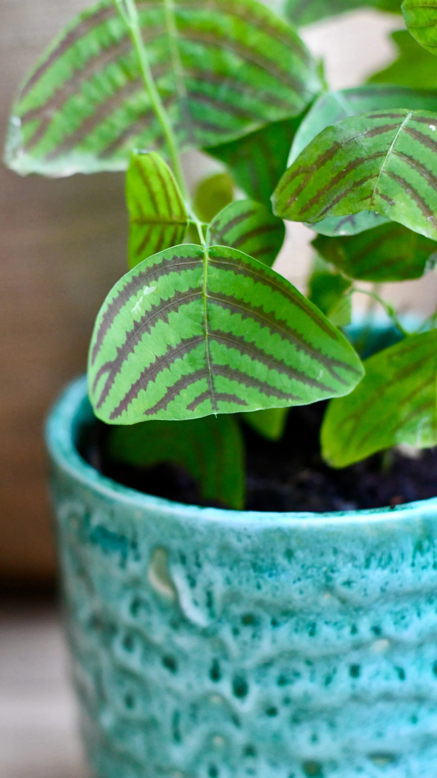 Swallow Tail, Butterfly Plant (Christia Obcordata) 3 Swallow Tail, Butterfly Plant (Christia Obcordata) - Image 3