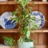 Ficus Golden King | Ficus Benjamina | Ficus Benjamina Golden King