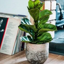 Albero Planter (14cm Pot) -Verdant Haven Sales Store AP28 3 small 0b2df180 9dbb 4dba bbb7 f3f0a7fe241b