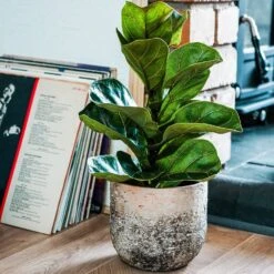 Albero Planter (21cm Pot)