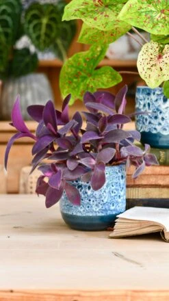 Reactive Glaze Planter (Sapphire 18cm Plant Pot) -Verdant Haven Sales Store B37E5666 8A57 4389 8FE7 87FDBF998B68 1 201 a 71b312ec 700e 4d69 87eb dc142dd0c9d1