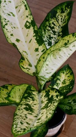 Dieffenbachia Seguine 'Banana' -Verdant Haven Sales Store B3F56D26 D6F4 4275 9DCF 23F0CBE32F88 1 201 a