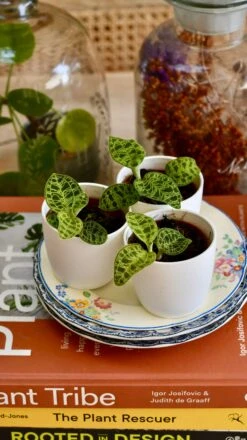 Macodes Petola (Jewel Orchid) -Verdant Haven Sales Store B5E0792D 1CFC 42D6 B24B D8643B7E9288 1 201 a