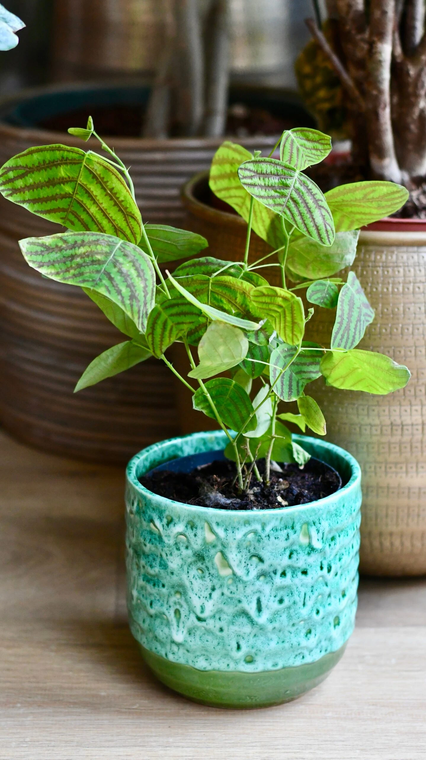 Swallow Tail, Butterfly Plant (Christia Obcordata) 2 Swallow Tail, Butterfly Plant (Christia Obcordata) - Image 2