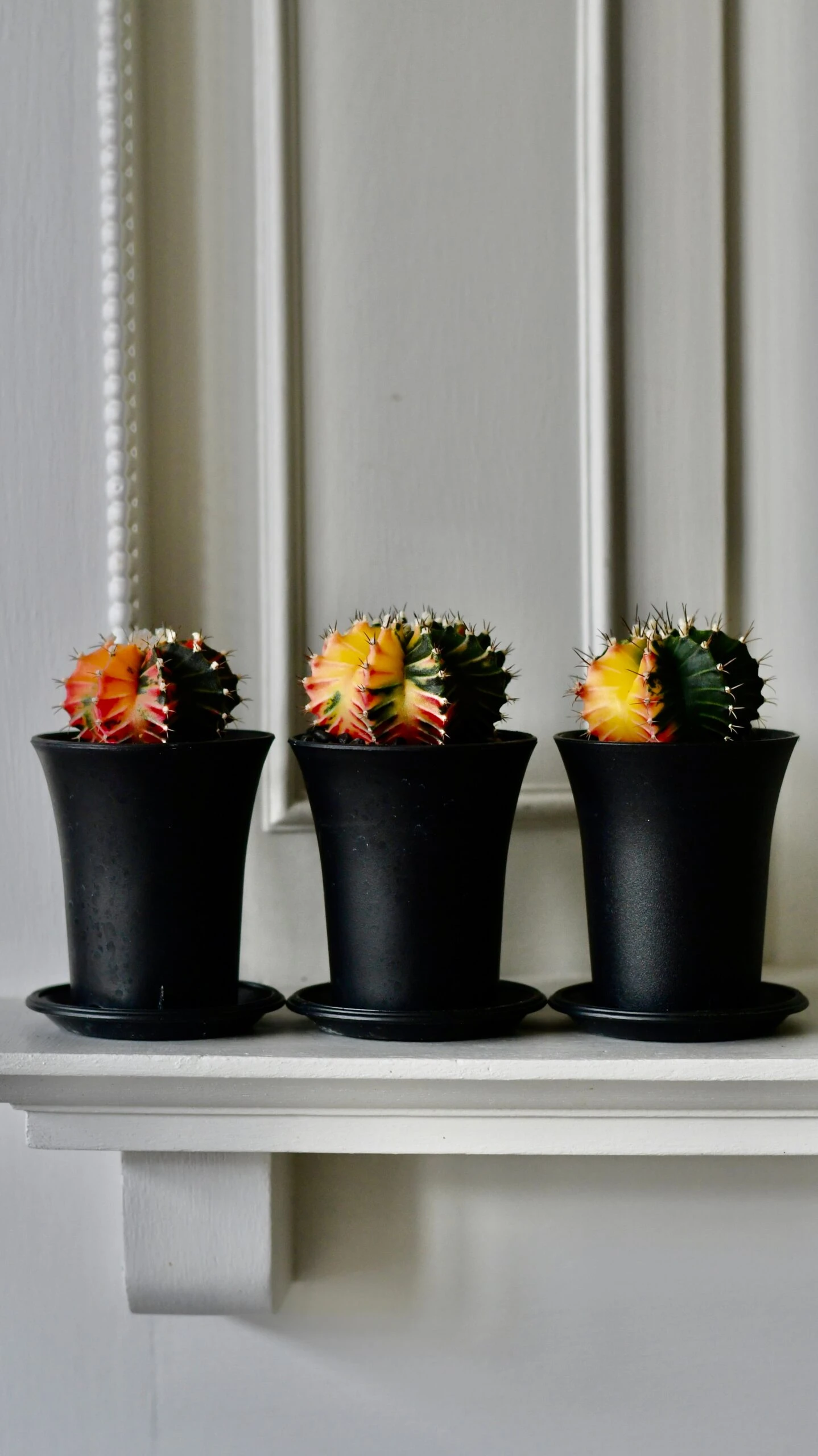 Variegated Gymnocalycium Cactus 3 Variegated Gymnocalycium Cactus - Image 3