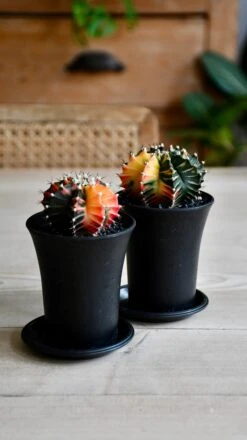 Variegated Gymnocalycium Cactus 15 Variegated Gymnocalycium Cactus -Verdant Haven Sales Store BFEA185E 3ACF 4CC5 87DC 99086243BED0 1 201 a