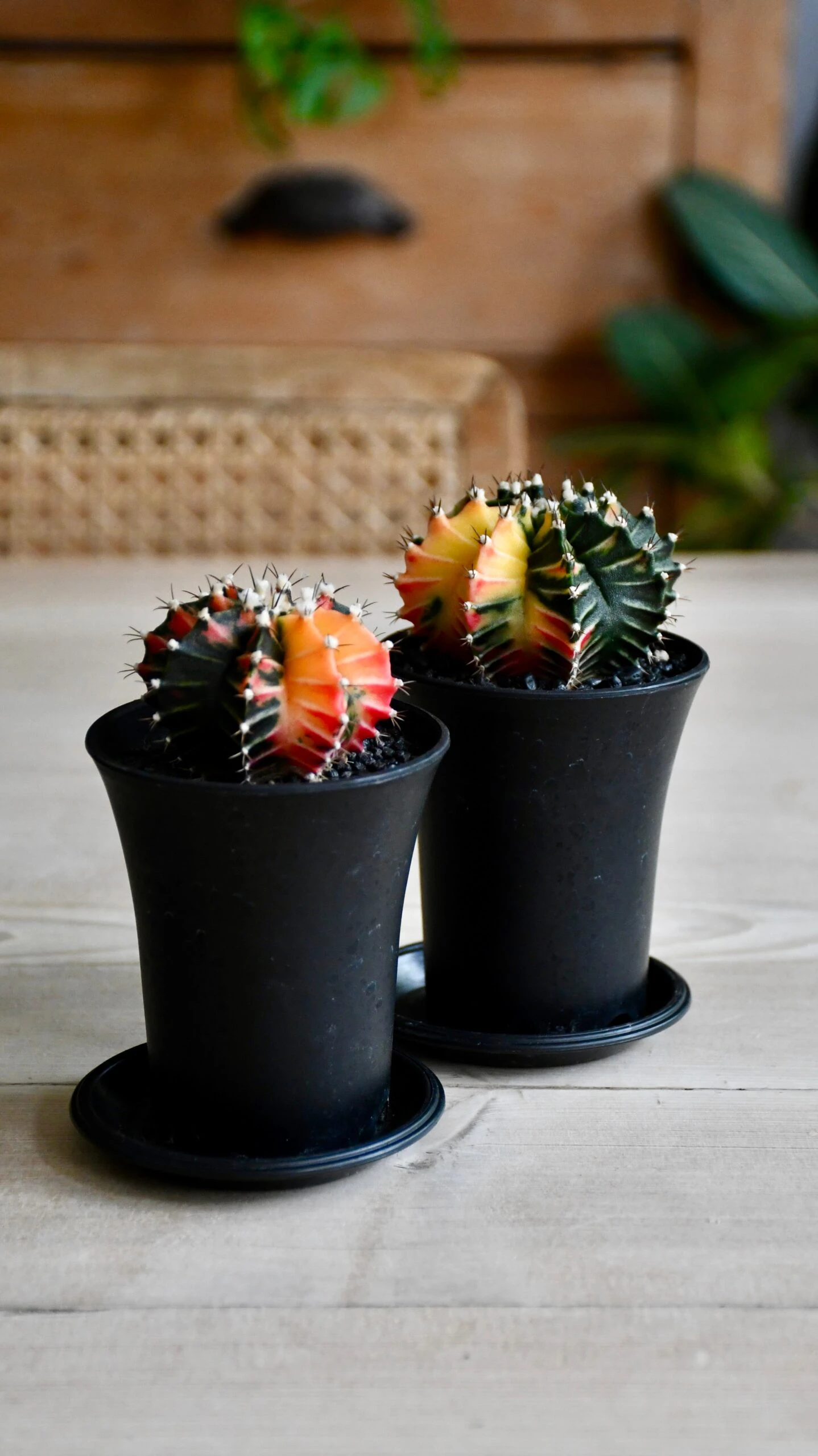 Variegated Gymnocalycium Cactus 8 Variegated Gymnocalycium Cactus - Image 8