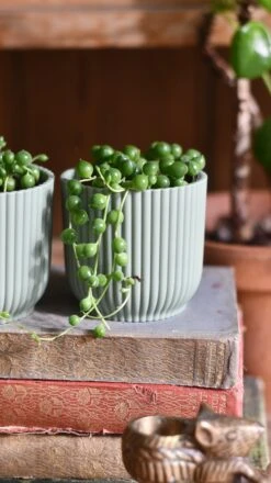 Baby String Of Pearls, Senecio Rowleyanus -Verdant Haven Sales Store C3625A2F A068 4AA5 8008 86F4B08D5671 a36026fd 6166 4076 ac13 c11d181bbbb8