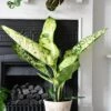 Dieffenbachia Seguine 'Banana'