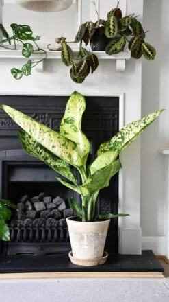 Dieffenbachia Seguine 'Banana'