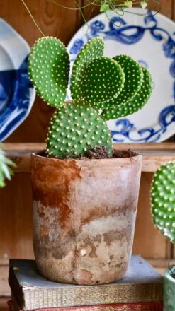 Opuntia Microdasys Pallida - Bunny Ear Cactus -Verdant Haven Sales Store C6167B78 F343 4AD8 B74F E0C2BC957BE0 1 201 a