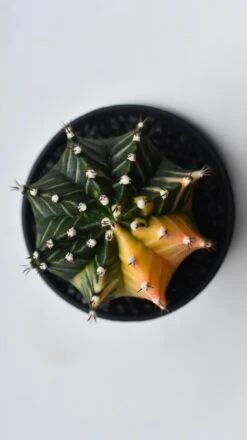 Variegated Gymnocalycium Cactus 11 Variegated Gymnocalycium Cactus -Verdant Haven Sales Store C61F35BC 1B44 47CC 8CAB 36CBD5E68AEE 1 201 a