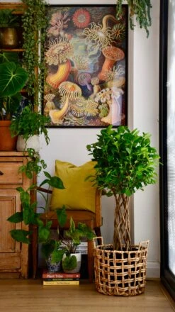 Ficus Microcarpa Moclame (Chinese Banyan Tree) -Verdant Haven Sales Store C8B41838 48C8 4FE6 B76B 26F2DA3FB081 1 201 a