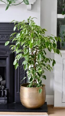 Ficus Golden King | Ficus Benjamina | Ficus Benjamina Golden King -Verdant Haven Sales Store CBA9372F 7EA6 4C9D A64B 66B8CB366689 1 201 a